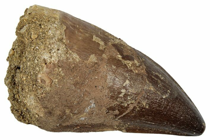 Fossil Mosasaur (Thalassotitan) Tooth - Morocco #345173